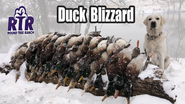 Duck Hunting Snow Storm - 7 Man Limit - Kansas 2019