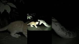 Cat Rock Paithan Shock Funny Unexpected Moment