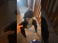 The Battle… #gorillatag #gtag #irl #battle #JIMMY