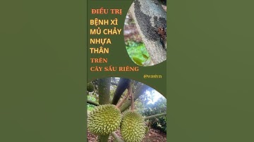 CÁCH NHẬN BIẾT VÀ ĐIỀU TRỊ BỆNH XÌ MỦ CHẢY NHỰA THÂN CÂY SẦU RIÊNG #saurieng #shorts