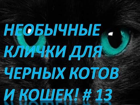 Необычные клички для черных котов и кошек!Смешные животные # 13