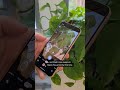 Google Pixel 8 and Pixel 8 Pro first look #Pixel8 #Google #Shorts