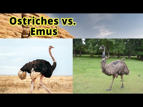 Video: Sú pštros a emu rovnakí?