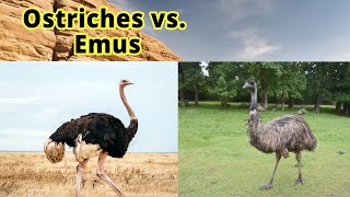 Ostriches vs. Emus: How to Distinguish Them???