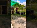 Bể bạt nuôi cá, nuôi ốc,… #ngocdiepvlog #shorts