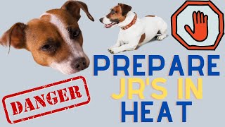 Preparing For Your Jack Russell Terrier To Be In Heat!