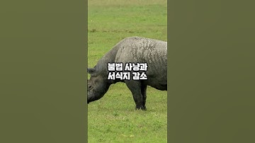 세계 멸종 위기의 동물들 TOP10 #지식#동물