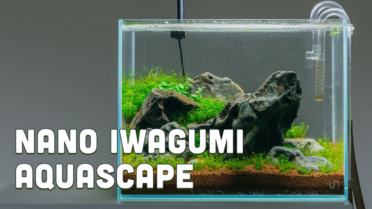 Guide To Planted Aquarium Aquascaping - Iwagumi - Glass Aqua