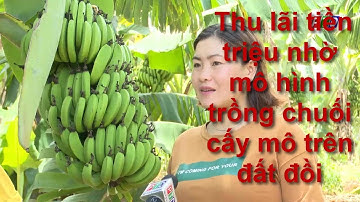 Thu lãi tiền triệu nhờ mô hình trồng chuối cấy mô trên đất đồi