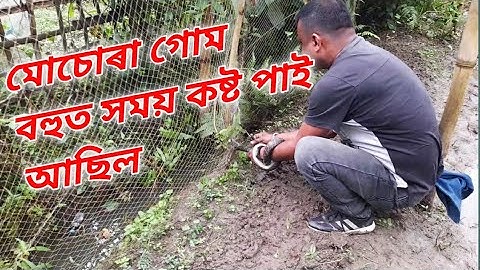 Rat snake rescue from fishing net