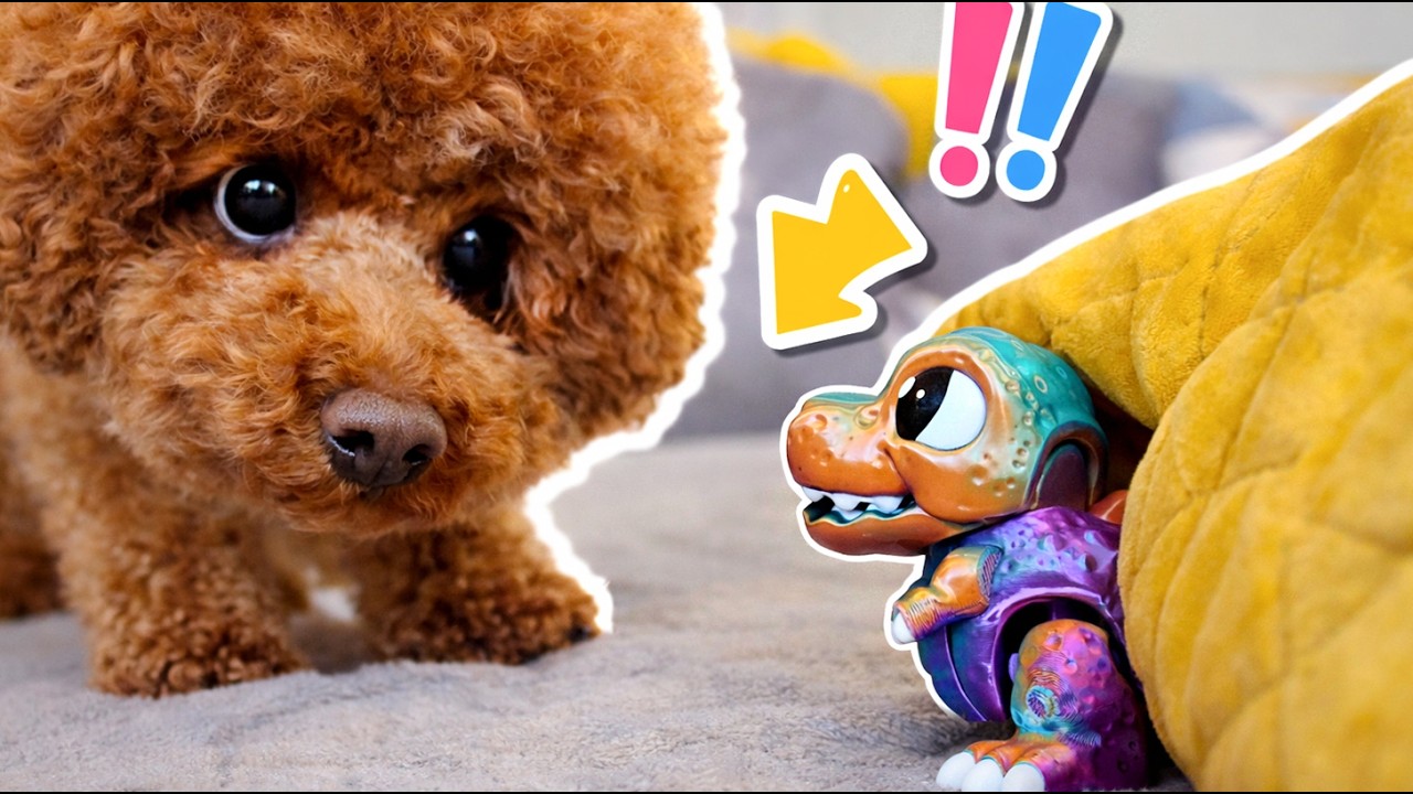 Latest Title & Thumbnail