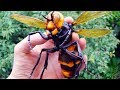 12 MOST DANGEROUS INSECTS EVER IN THE WORLD