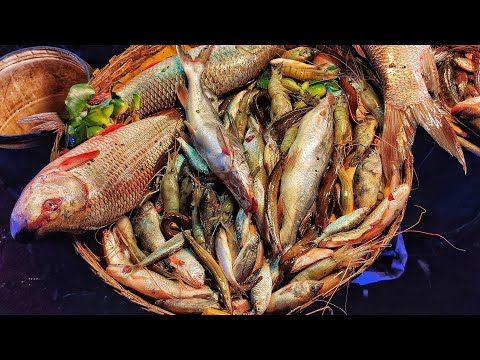 ভিডিও: বৃহত্তম মাছ: স্বাদুপানির এবং সামুদ্রিক রেকর্ডধারী