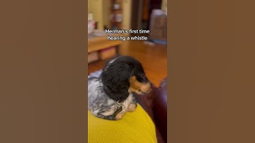 Dog: First Time Hearing A Whistle #Shorts (See Description)