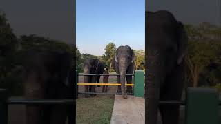 elephants waiting for food at thepakadu elephant campmudumalaitigerreserveviralshorts