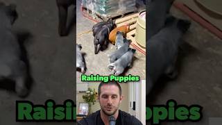 Raising Herding Puppies #dogs