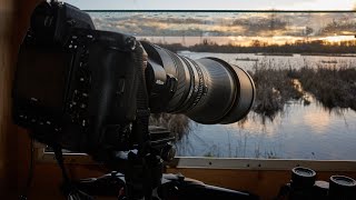 Bird Photography with the Nikon 600mm  F4 Z TC | Photographing Bitterns on location | Nikon Z9