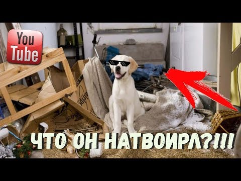 ЧЕМ ЗАНИМАЕТСЯ СОБАКА ПОКА ХОЗЯИНА НЕТ ДОМА?