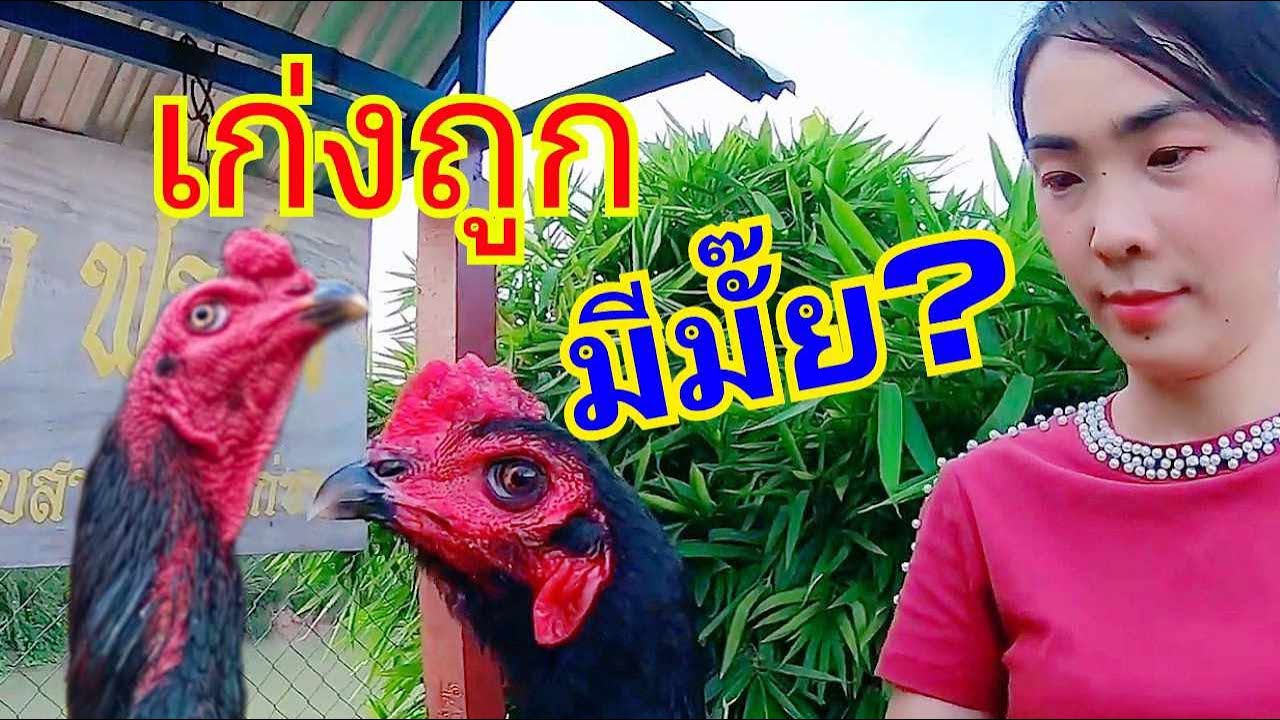 เก่งๆ  ถูกๆมีหรือไม่?.....