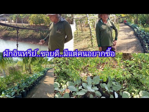 ทำเกษตรรวยไหม?จากคนที่ปลูกเอง..ขายเอง