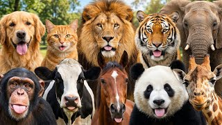 🐾 Learn Animals Sounds For Kids Zoo  screenshot 5