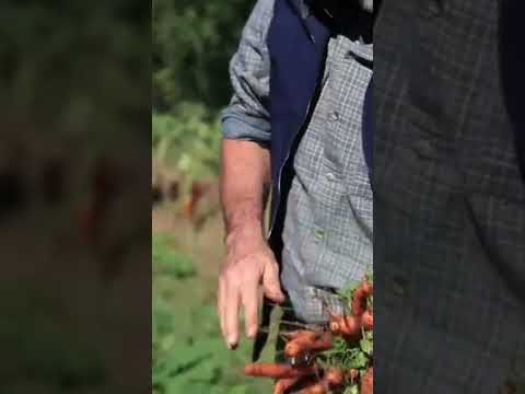 Vídeo: Quando retirar as cenouras da horta para armazenamento?