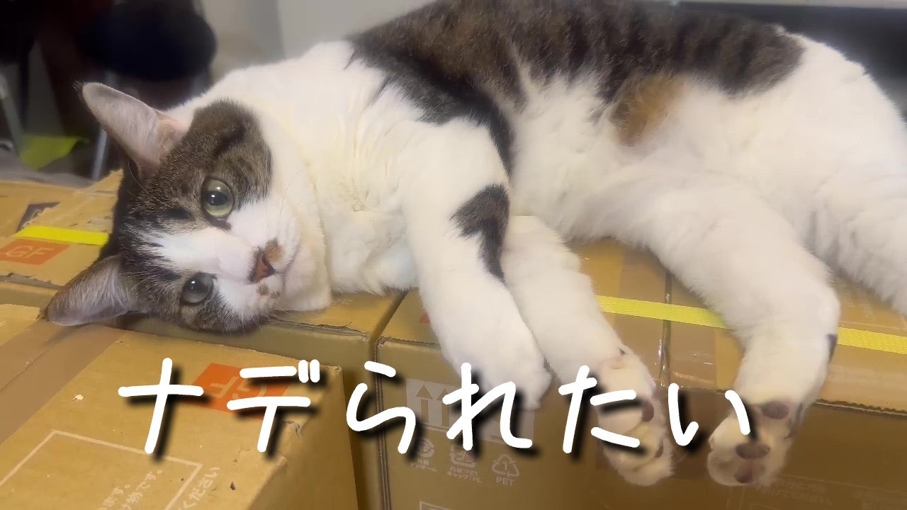 ナデられたい - YouTube