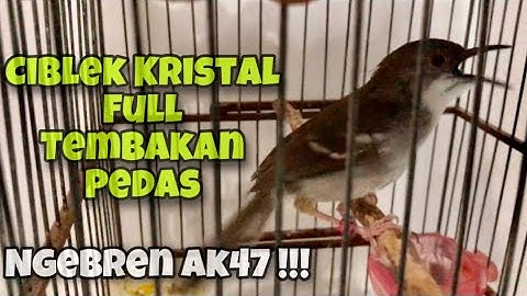Ciblek Kristal Full Tembakan Pedas, Ngebren AK47 Speed Rapat Durasi Panjang | Kicau Tembak