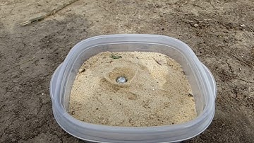 Understanding Gravitational Potential Energy Steel Ball 50 cm Drop Slow Motion