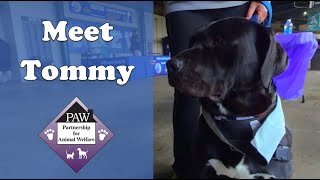 Meet Adoptable Diamond Dog Tommy from PAW 3D 180 VR