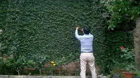 Hướng dẫn cắt tỉa tạo bức tường xanh