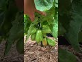 Pruning A Determinate Tomato Plant Pruning A Determinate Tomato Plant