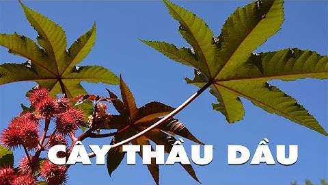 ĐIỆN BIÊN - Cây thầu dầu | Vị thuốc quanh ta