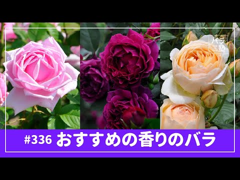 バラ苗.＊香りの薔薇.＊ hqdefault.jpg