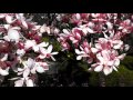 Magnolia Tree 1080p