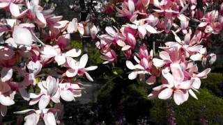 Magnolia Tree 1080p