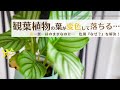 【なぜか葉が変色して落ちる…】観葉植物によくある葉の“枯れ方”