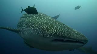 Full Highlight Video of Dive 4 at The Boiler April 22 2026
