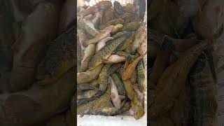 ΚΟΚΟΒΙΑ ΑΜΒΡΑΚΙΚΟΥ #fishing #fish