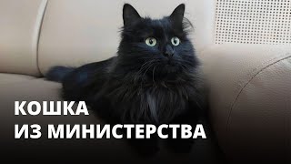 Кошка Маркиза «работает» в министерстве