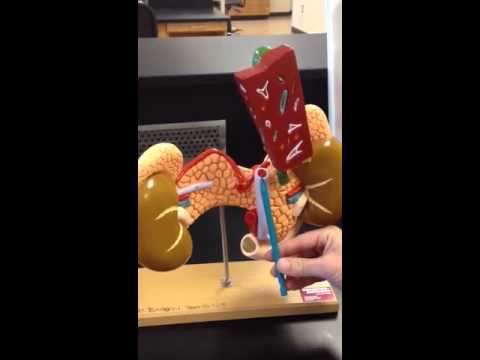 Part 2 Model of arteries and veins