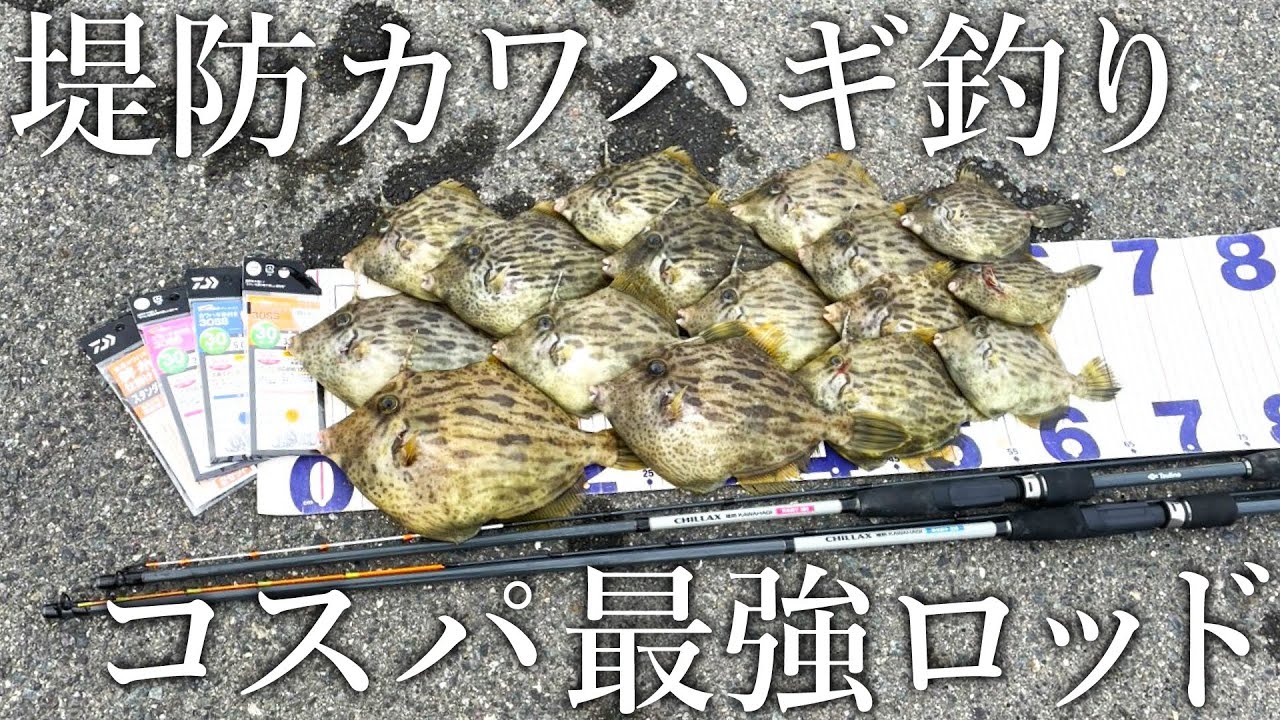 【大型のカワハギが簡単に釣れる！】悶絶アタリが楽に取れる3500円の堤防カワハギロッドと釣り方を紹介