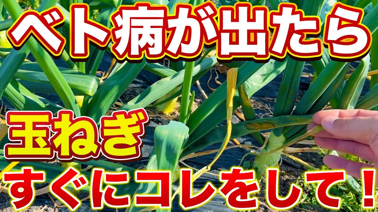 【玉ねぎ栽培】「コレ」を使ってベト病の対策！ベト病を放置してると全滅します！