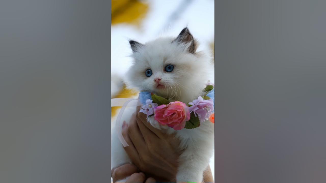 легендарный клип «котик»(он должен был выйти в субботу) - YouTube