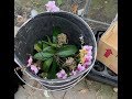 I Found Hundreds Of Orchids From Trash (Я нашла сотни орхидей из мусорки)