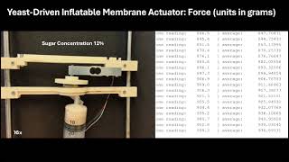 Yeast-Driven and Bioimpedance-Sensitive Biohybrid Soft Robots (part 1) screenshot 5