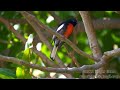 .observations  painted redstart 4k u.