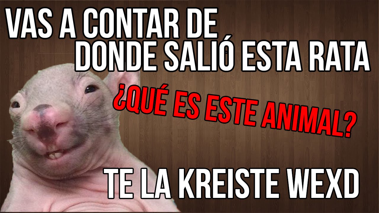 Origen Del Meme Te La Kreiste Wexd Y Qu Animal Es YouTube