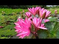 Beautiful shapla flowers in water  this is natural water lily flower