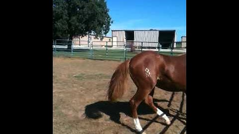 2009 Stud Colt by REYS DUAL BADGER